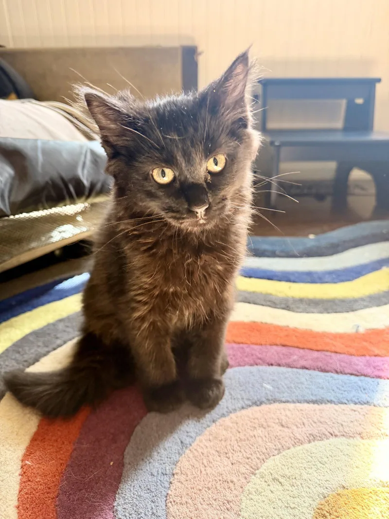A young medium-sized male Black Domestic Medium Hair cat named BEURRE NOIR Foodie for adoption in Hillsboro, OR