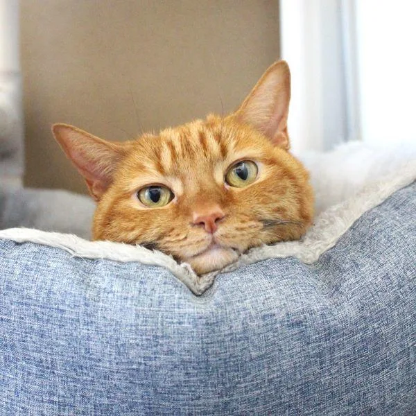 A senior medium-sized female Domestic Short Hair cat named Bowser for adoption in Des Moines, IA