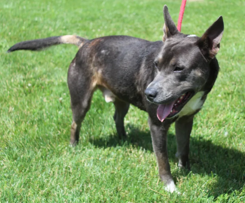 An adult large-sized male Brindle Pit Bull Terrier dog named Goose for adoption in Heath, OH