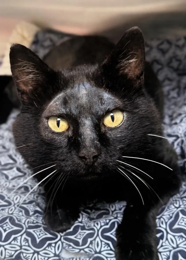 An adult small-sized male Domestic Short Hair cat named Caspian for adoption in Novato, CA