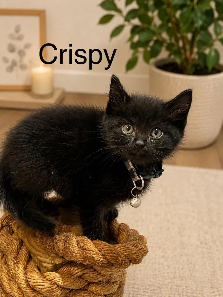 A baby medium-sized male Domestic Short Hair cat named Crispy for adoption in Johnson City, TN