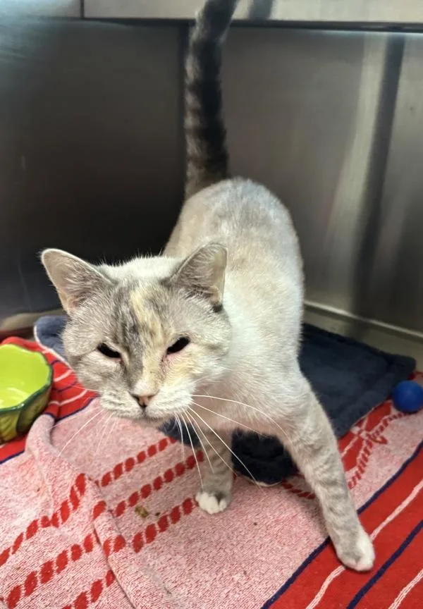 An adult medium-sized female Siamese cat named Clementine for adoption in Stratham, NH
