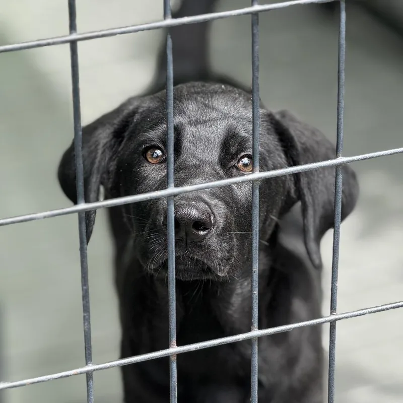 A baby large-sized female Black Retriever dog named Gum Drop for adoption in Bradenton, FL