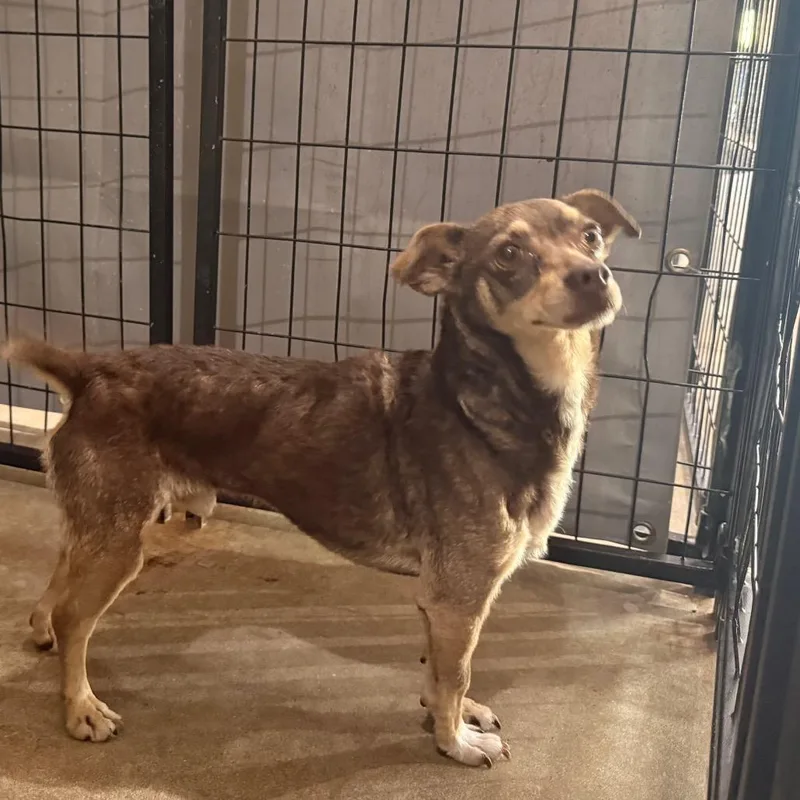 An adult small-sized male Brown / Chocolate Chihuahua dog named Bailey for adoption in Birmingham, AL