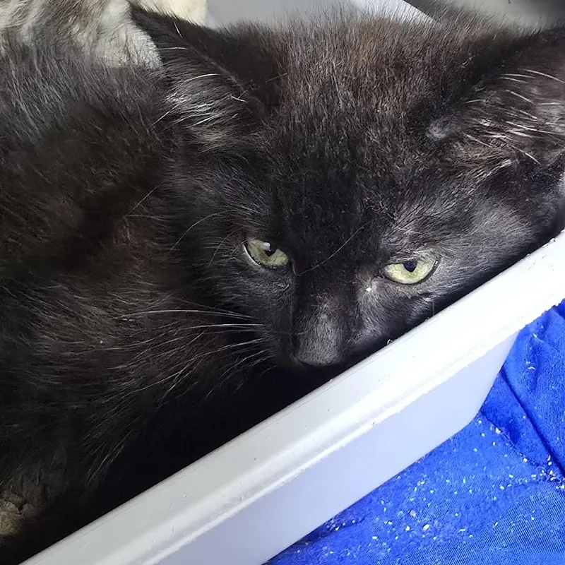 A baby small-sized male Black Domestic Short Hair cat named Oscar for adoption in Yanceyville, NC