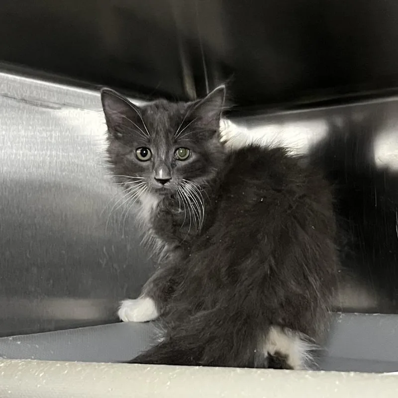 A baby small-sized male Gray / Blue / Silver Domestic Long Hair cat named Fuzzy for adoption in Palm Springs, CA