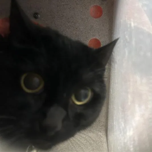 An adult medium-sized female Black Domestic Short Hair cat named Blackberry for adoption in Tacoma, WA