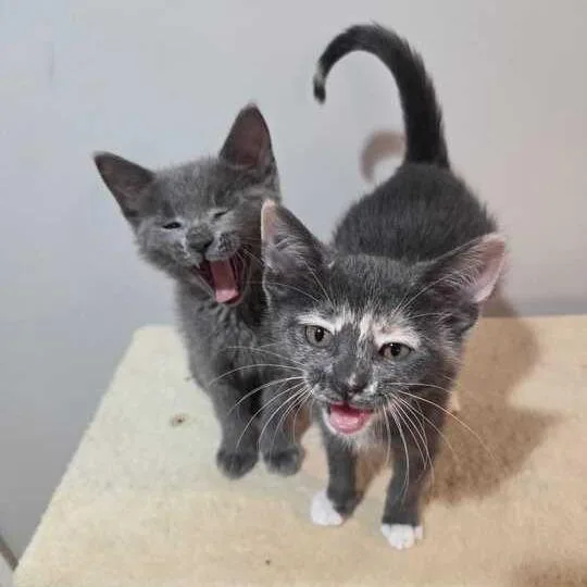 A baby small-sized male Gray / Blue / Silver Domestic Short Hair cat named Kimchi for adoption in Skokie, IL