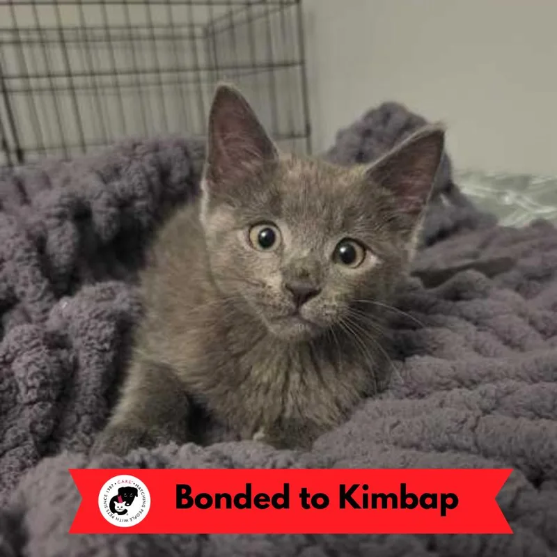 Kimchi thumbnail 2