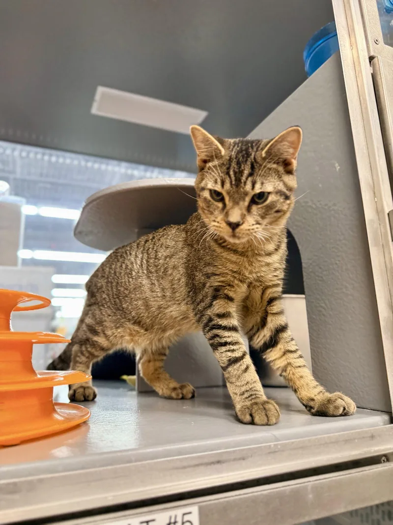 A young medium-sized male Tabby cat named Tommy Bahama for adoption in Saint Cloud, FL
