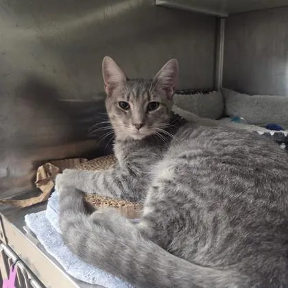An adult medium-sized male Domestic Short Hair cat named Nimbus for adoption in Kansas City, MO
