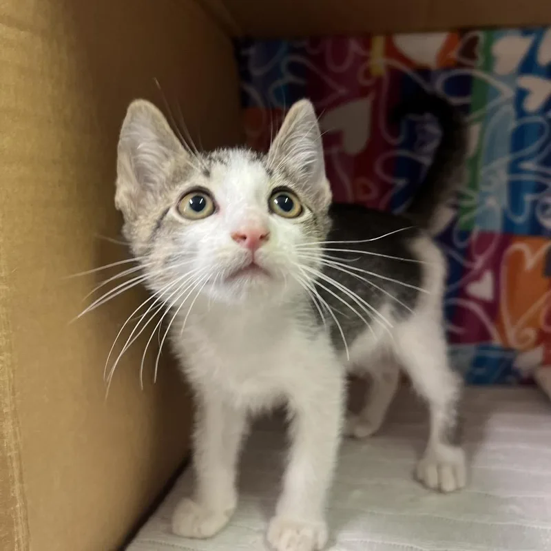 A baby small-sized male Domestic Short Hair cat named Gator for adoption in Naples, FL