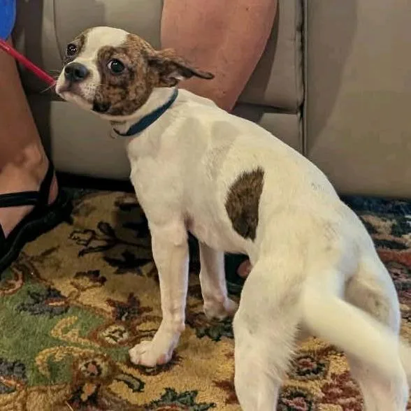 A young small-sized female White / Cream Chihuahua dog named Petunia for adoption in Kansas City, MO