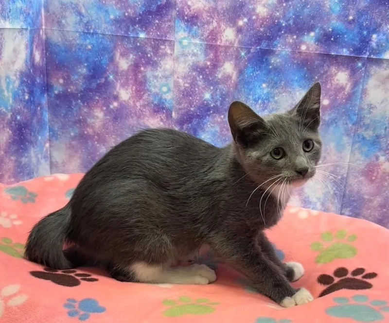 A baby medium-sized male Domestic Short Hair cat named Hayden for adoption in Washington Court House, OH