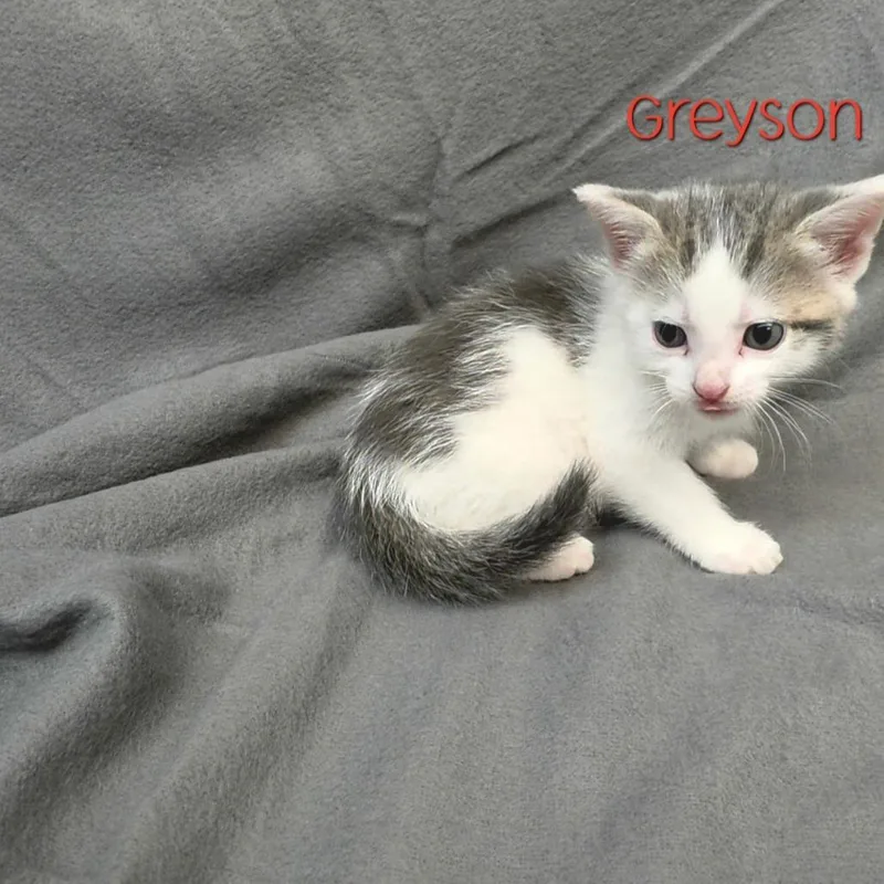 A baby small-sized female Domestic Short Hair cat named Greyson for adoption in Parkersburg, WV