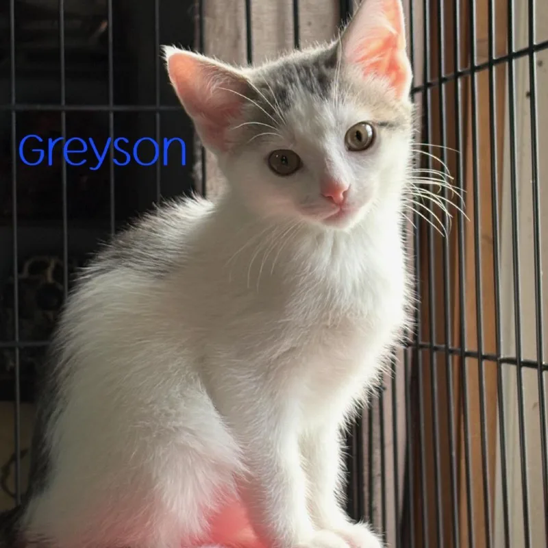 Greyson thumbnail 2