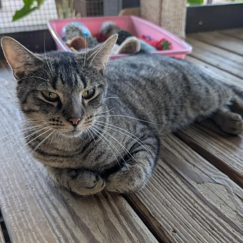 Catrick Swayze thumbnail 2
