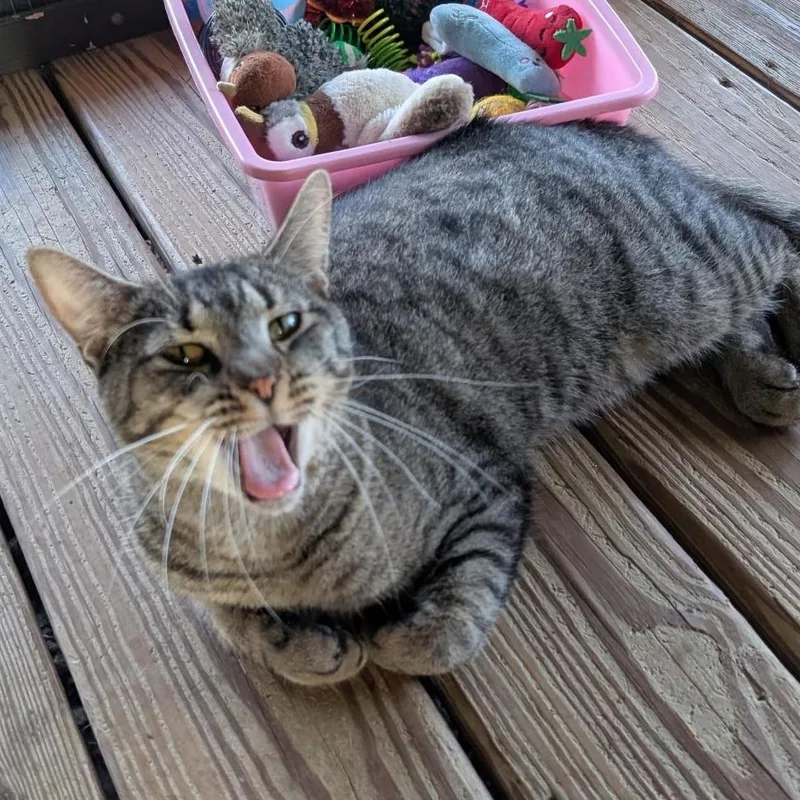 Catrick Swayze thumbnail 3