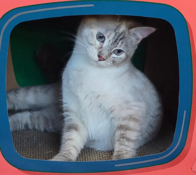 A young medium-sized female Buff / Tan / Fawn Tabby cat named Sabe for adoption in Raymond, WA