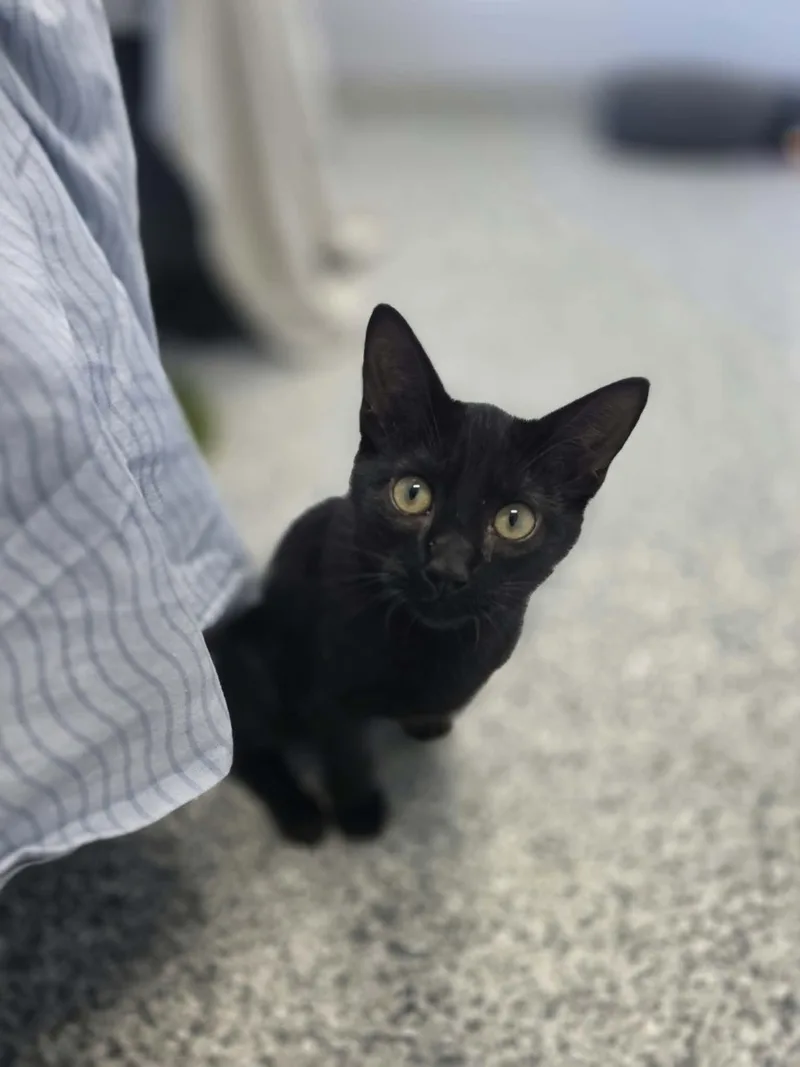 A young small-sized male Domestic Short Hair cat named Skeeter for adoption in Blaine, MN