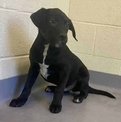 A young large-sized male Black Labrador Retriever dog named Devin for adoption in Glasgow, KY