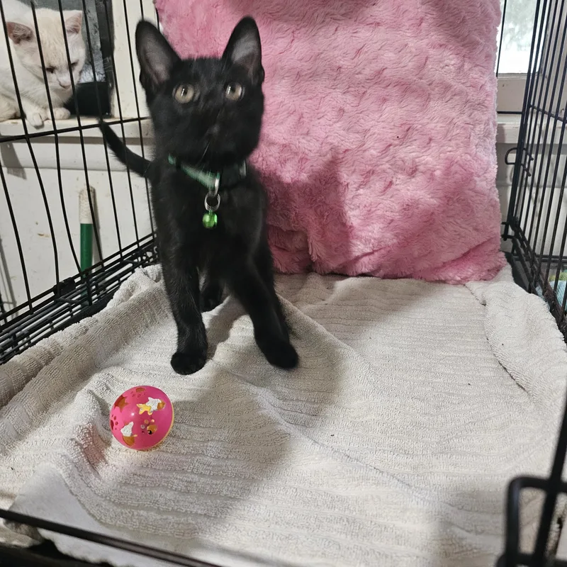 A baby medium-sized female Black Domestic Short Hair cat named Olivia for adoption in Burbank, CA
