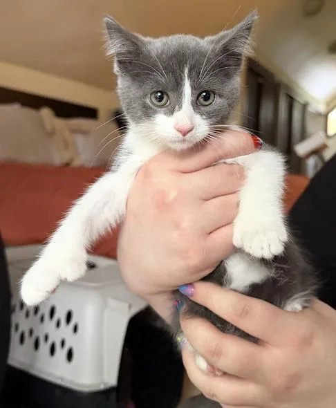 A baby medium-sized male Gray & White Extra-Toes Cat / Hemingway Polydactyl cat named Garth for adoption in Columbus, OH