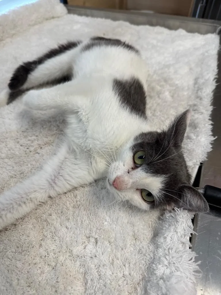 A young medium-sized female Domestic Short Hair cat named Freida for adoption in Cumming, GA