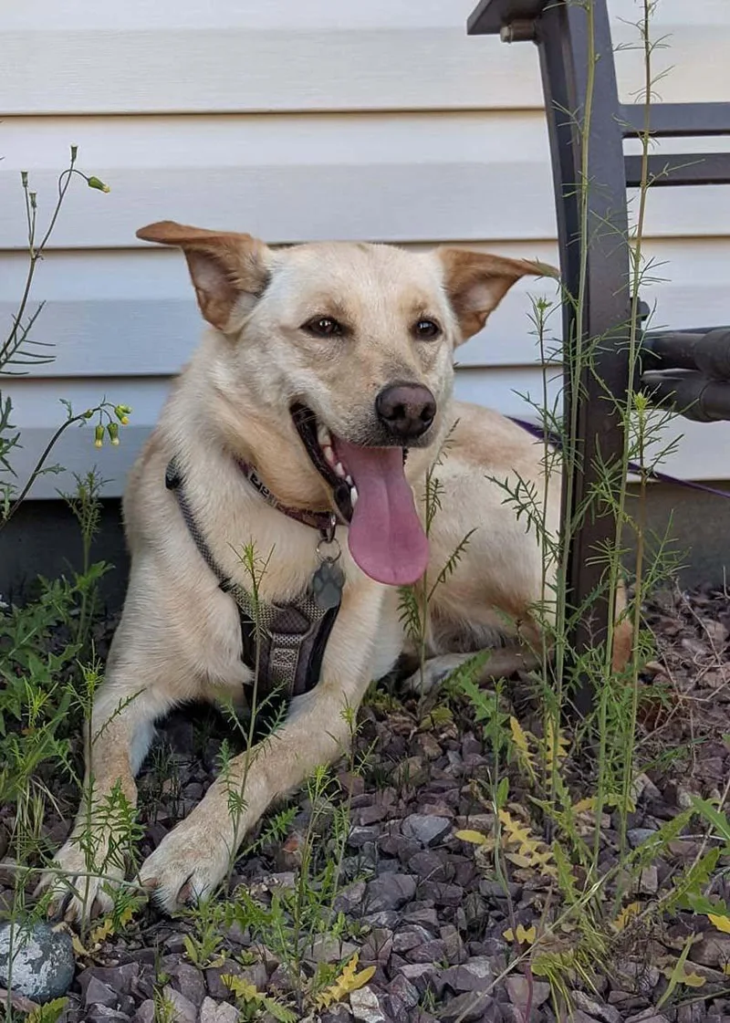 An adult medium-sized female German Shepherd Dog dog named Genesis for adoption in West Richland, WA