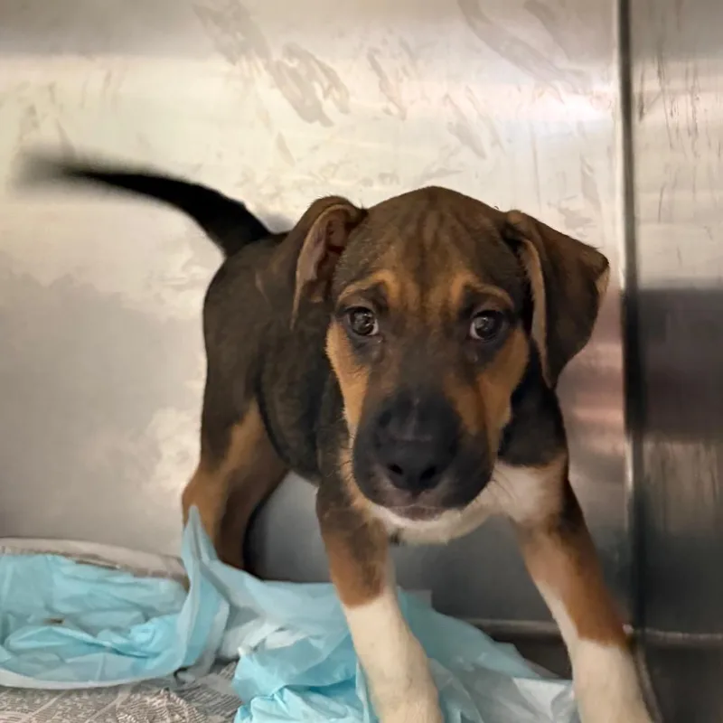A baby small-sized male Brown / Chocolate Mixed Breed dog named Trenton for adoption in Charleston, WV