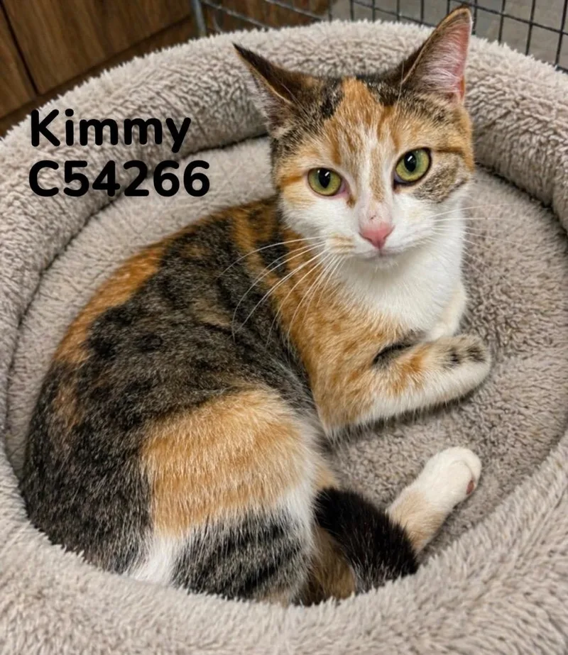 Kimmy thumbnail 2