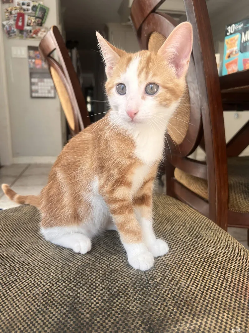 A baby medium-sized male Orange & White Domestic Short Hair cat named Robby for adoption in Houston, TX