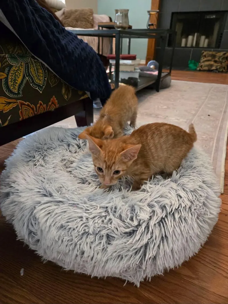 A baby medium-sized male Orange / Red Domestic Short Hair cat named Paddy for adoption in Gregory, TX