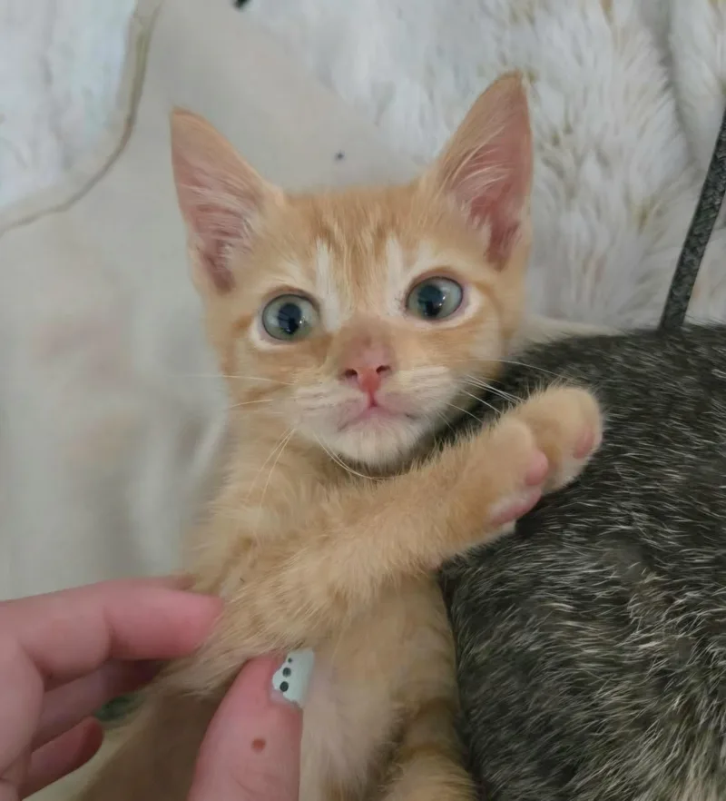 Paddy thumbnail 3