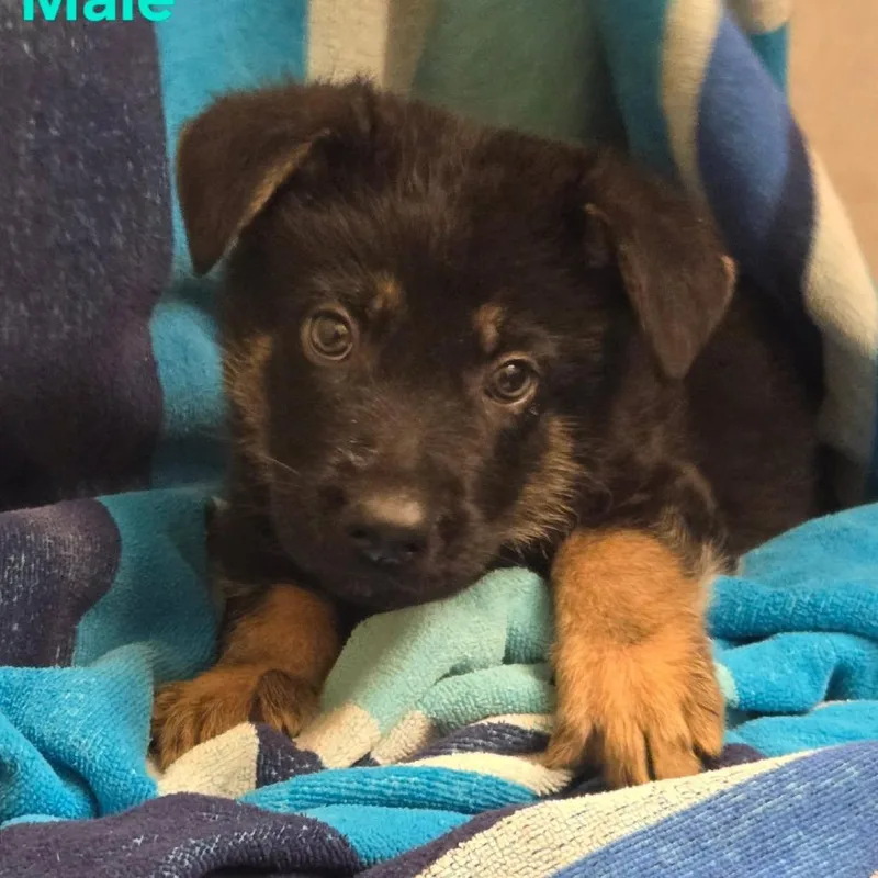 A baby large-sized male Black German Shepherd Dog dog named Apollo for adoption in Floresville, TX