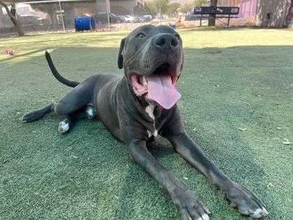 An adult large-sized male Pit Bull Terrier dog named Tupac for adoption in El Paso, TX