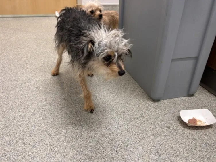 An adult small-sized male Yorkshire Terrier dog named Gadget for adoption in Loveland, CO