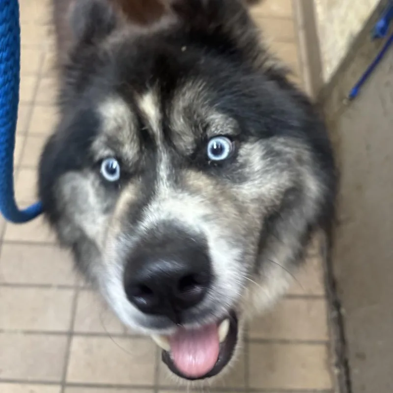 An adult large-sized male Brown / Chocolate Alaskan Malamute dog named Newton for adoption in Birmingham, AL