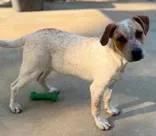 An adult medium-sized male White / Cream Mixed Breed dog named Jumps for adoption in Lansing, MI