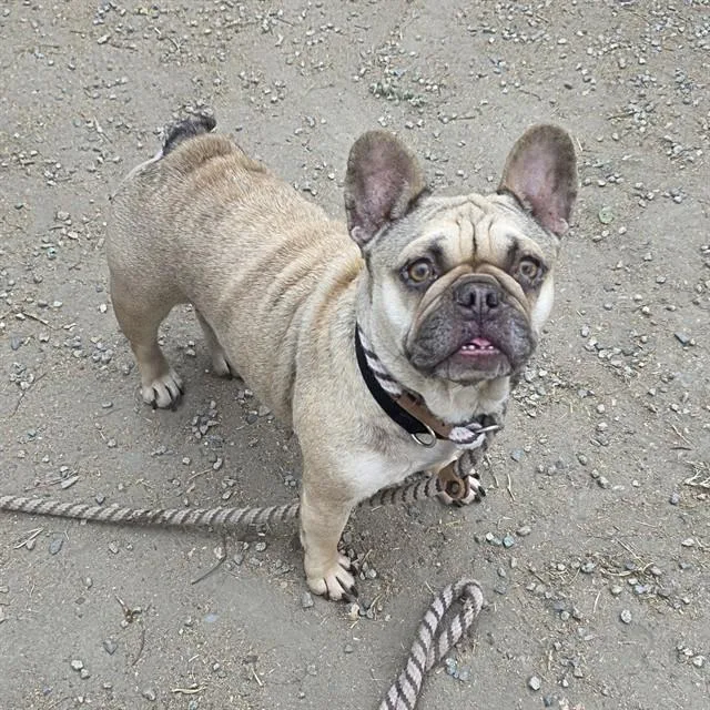 An adult medium-sized female French Bulldog dog named Lola for adoption in Long Beach, CA