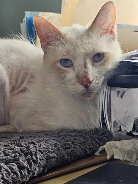 An adult large-sized male Domestic Short Hair cat named Rori for adoption in Jacksonville, FL