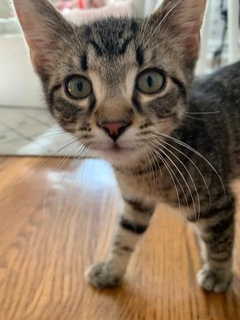 A baby medium-sized male Domestic Short Hair cat named Tabbouleh for adoption in Cincinnati, OH