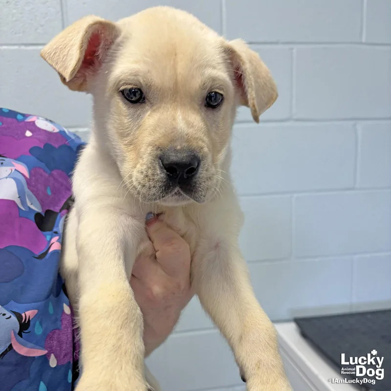 A baby large-sized male Labrador Retriever dog named Brucey for adoption in Washington, DC