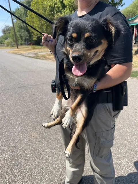A young small-sized female Dachshund dog named A for adoption in Oklahoma City, OK