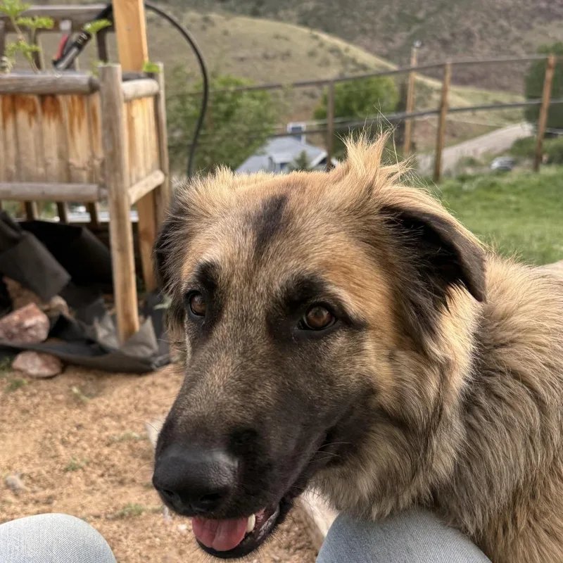 An adult small-sized female German Shepherd Dog dog named Sadie for adoption in Lakewood, CO