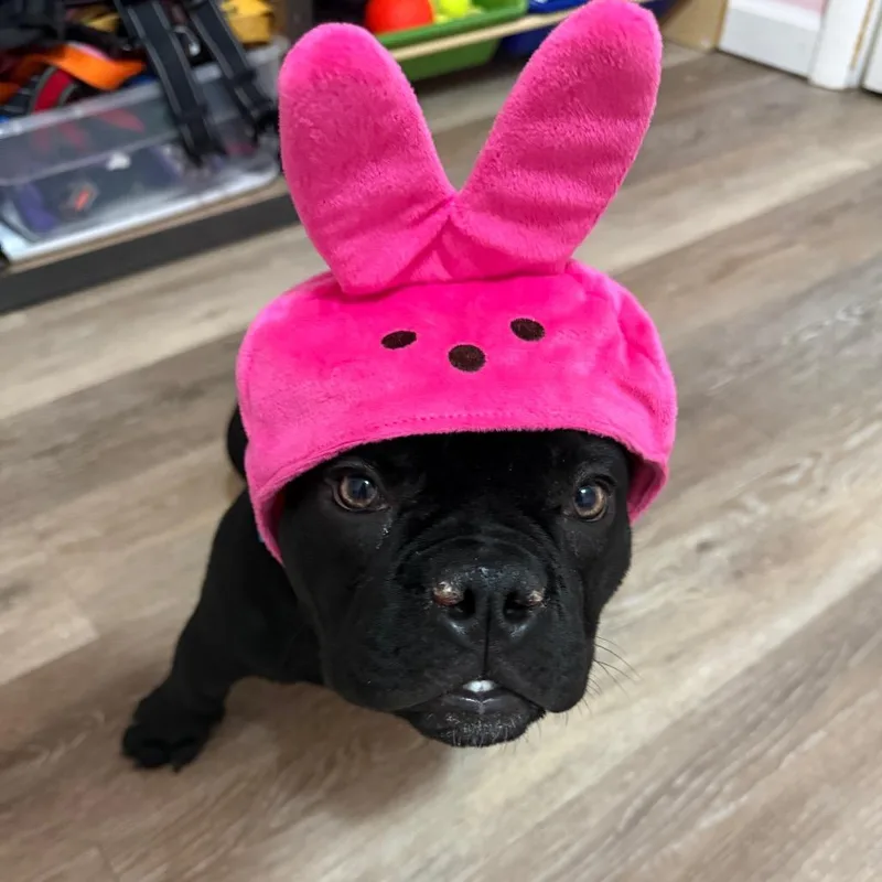 A young small-sized female Black English Bulldog dog named Nala for adoption in Huber Heights, OH