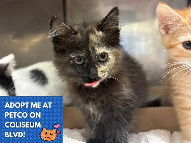 A baby small-sized female Domestic Long Hair cat named Demi for adoption in Fort Wayne, IN