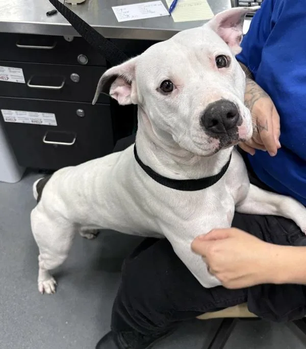 A young small-sized female Pit Bull Terrier dog named Pen Snoopy for adoption in Lawrenceville, GA