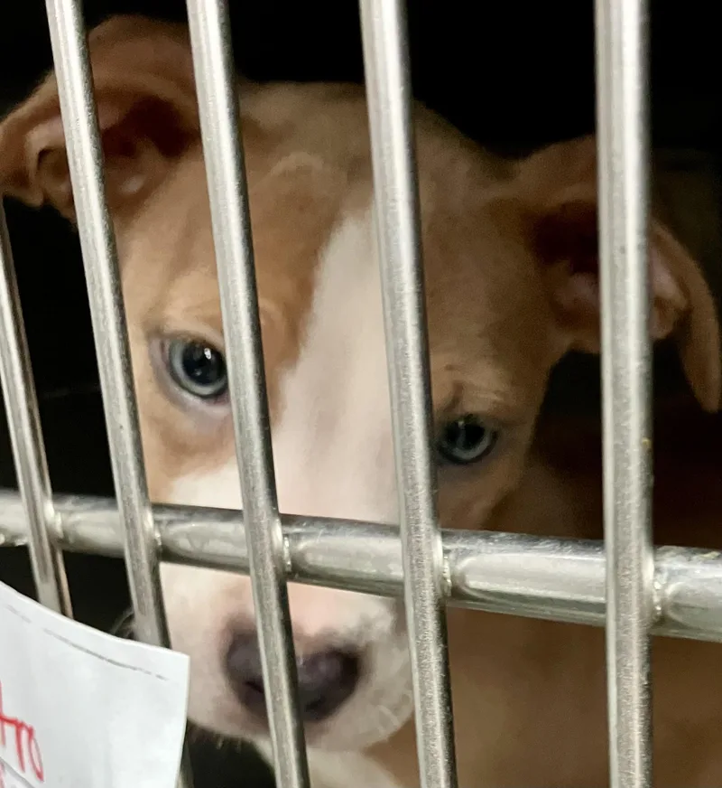 A baby medium-sized male Black Labrador Retriever dog named Astro for adoption in Parma, OH