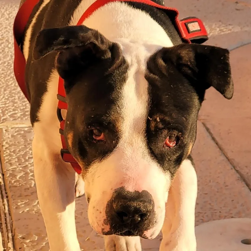 A senior large-sized male Black Pit Bull Terrier dog named Apollo for adoption in Pahrump, NV